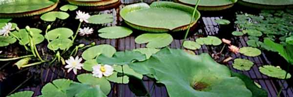 Water Lilies & Aquatic Plants